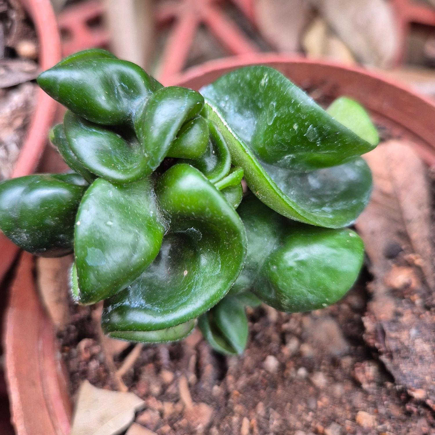 Hoya compacta