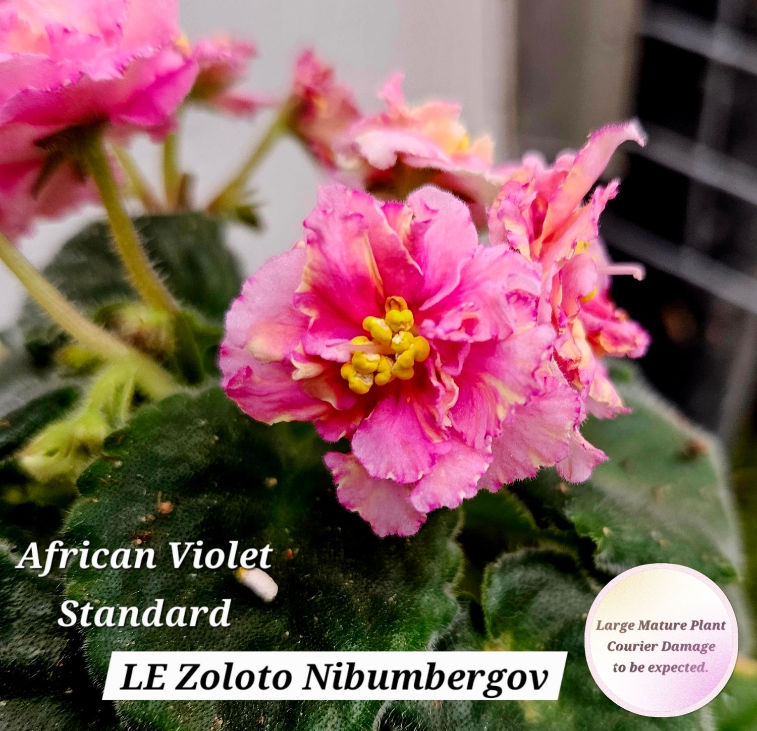 African Violet LE Zoloto Nibulengor Starter Plant African Violet LE Zoloto Nibulengor Starter Plant