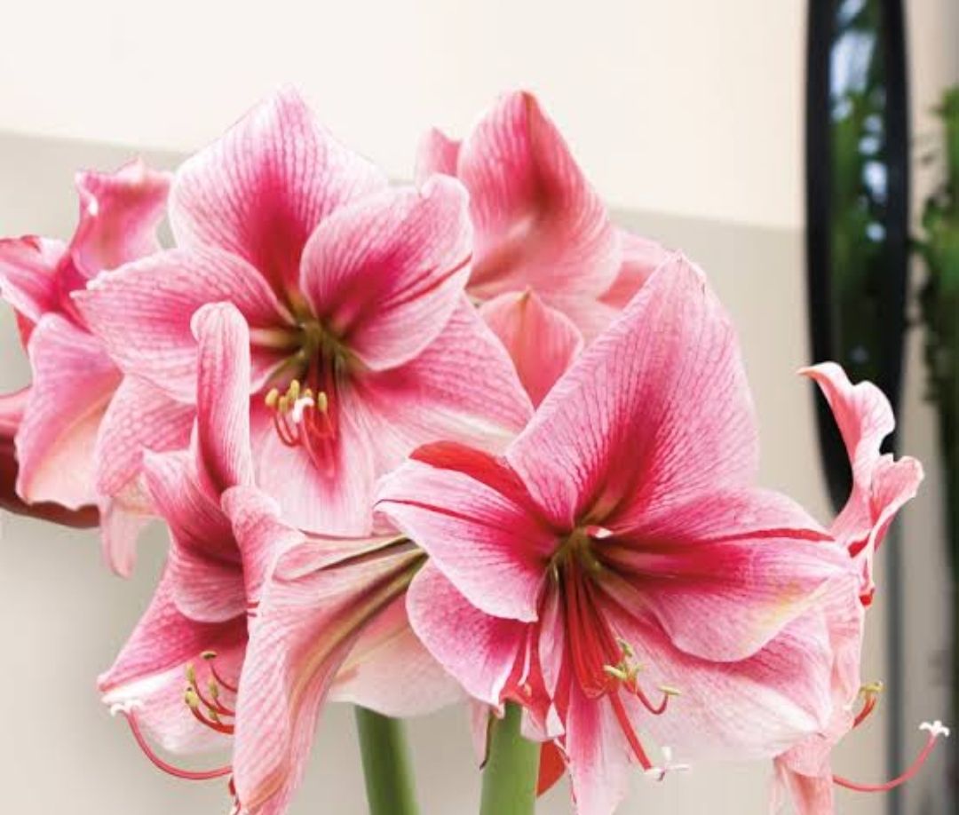 Amaryllis Gervase Amaryllis Gervase