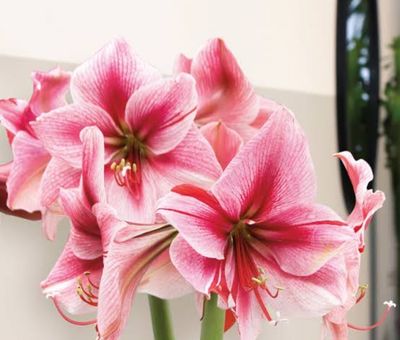 Amaryllis Gervase Amaryllis Gervase