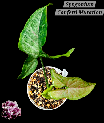 Syngonium Confetti Mutation Syngonium Confetti Mutation