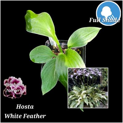 Hosta White Feather Hosta White Feather