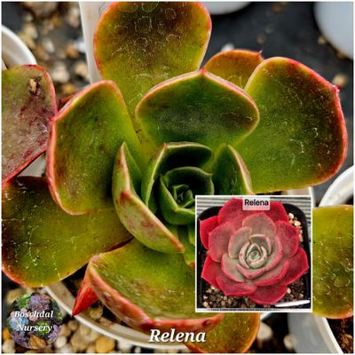 Echeveria Relena
