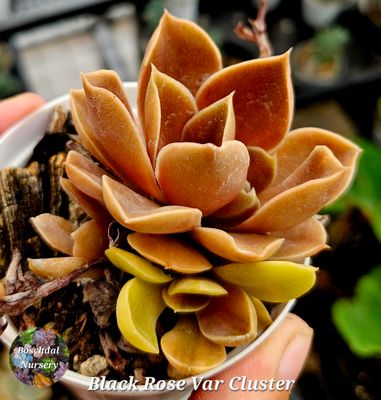 Ecehevria Black Rose Variegated Cluster Ecehevria Black Rose Variegated Cluster