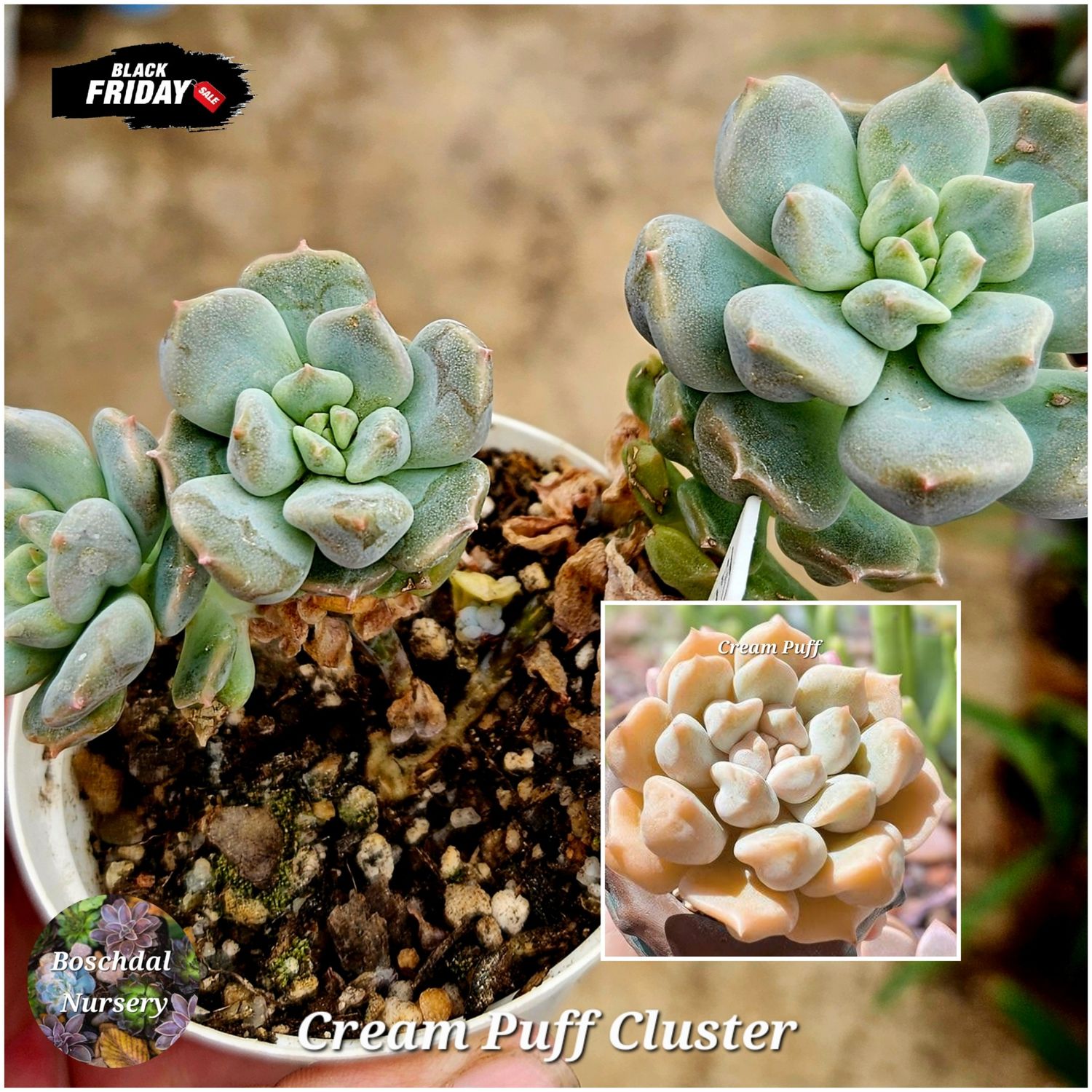 Echeveria Cream Puff Cluster