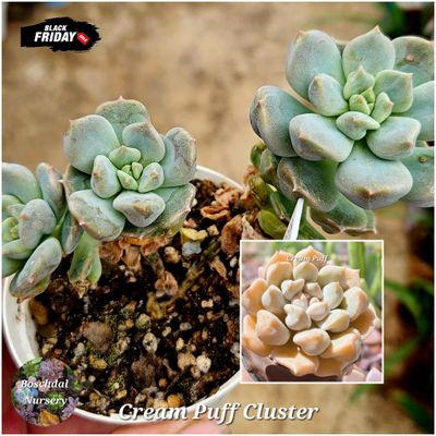 Echeveria Cream Puff Cluster