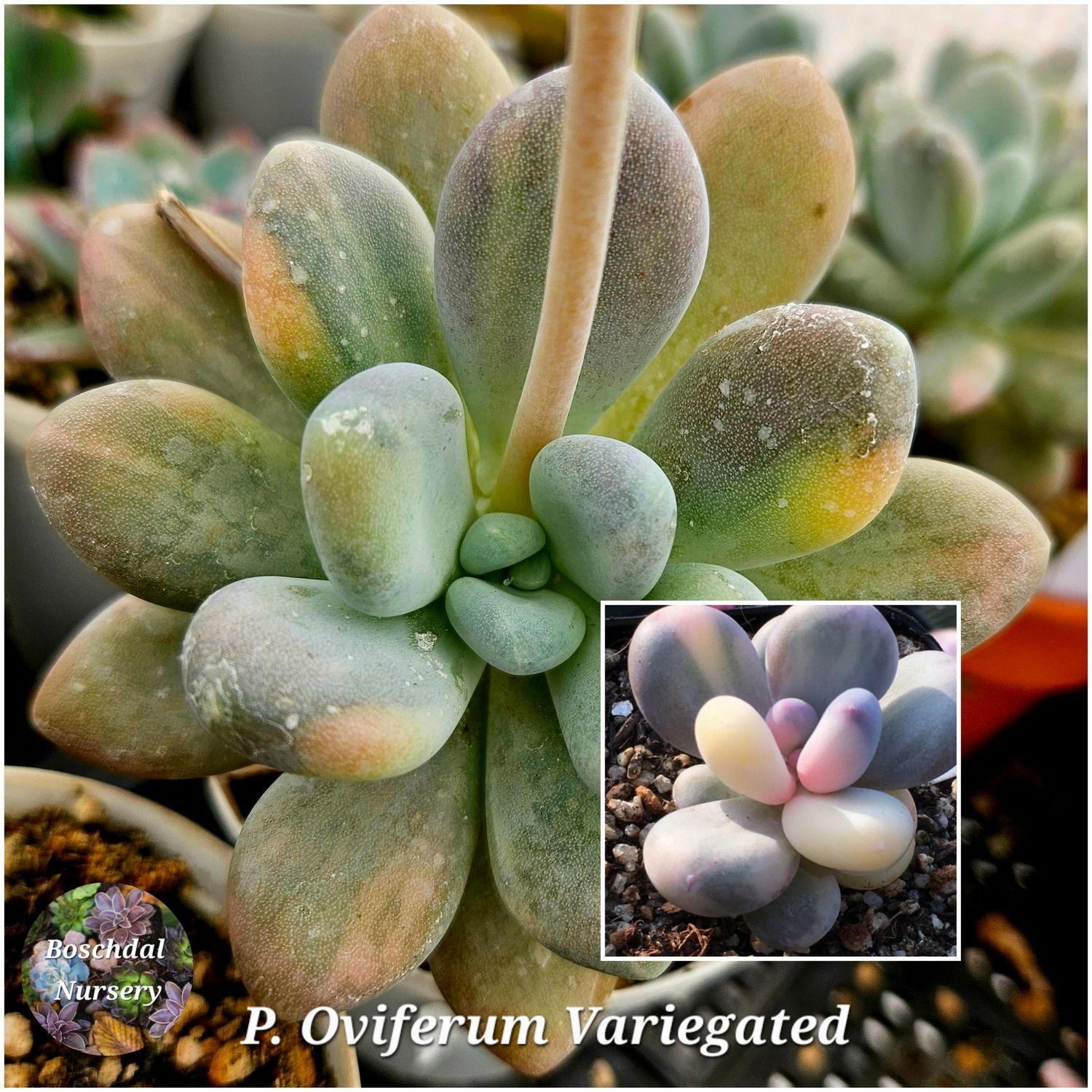 Pachyphytum oviferum Variegated