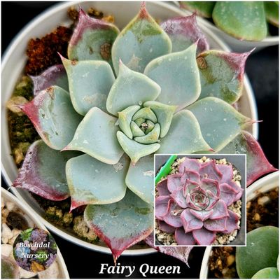 Echeveria Fairy Queen