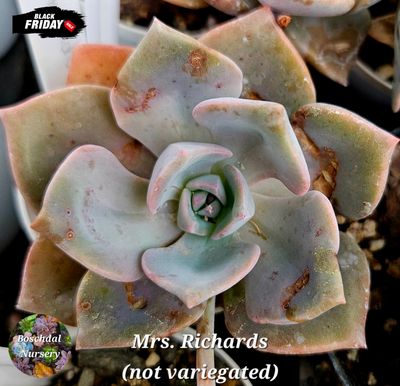 Graptopetalum Mrs. RICHARDS non variegated