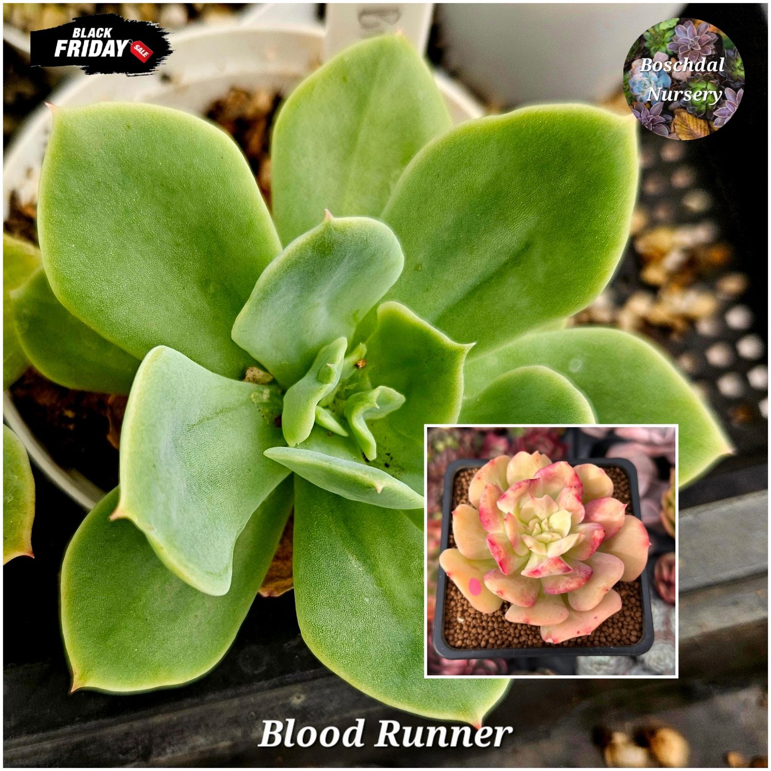 Echeveria Blood Runner