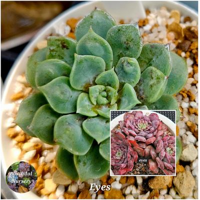 Eceheveria Eyes