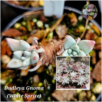 Dudleya Gnoma (White Sprite)