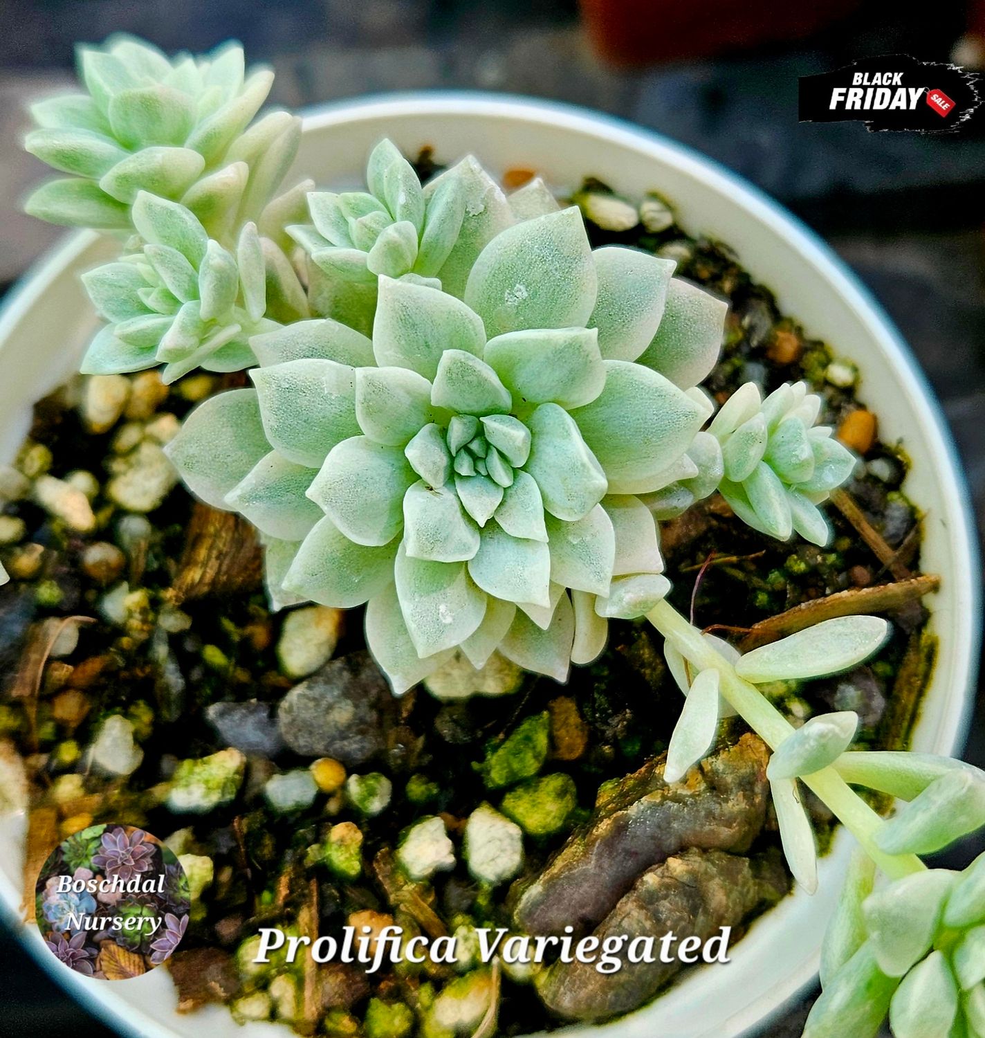 Echeveria Prolifica Variegated