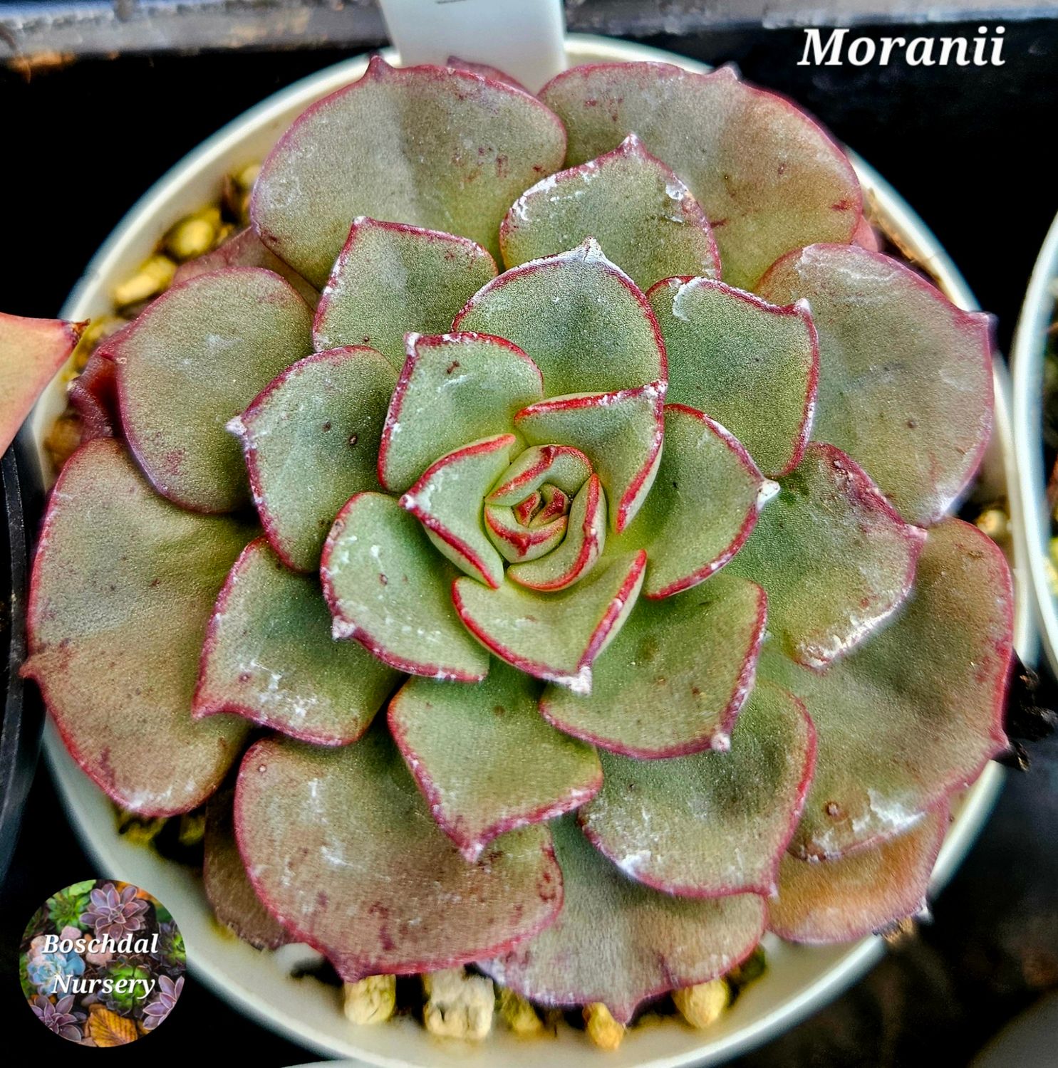 Echeveria Morani