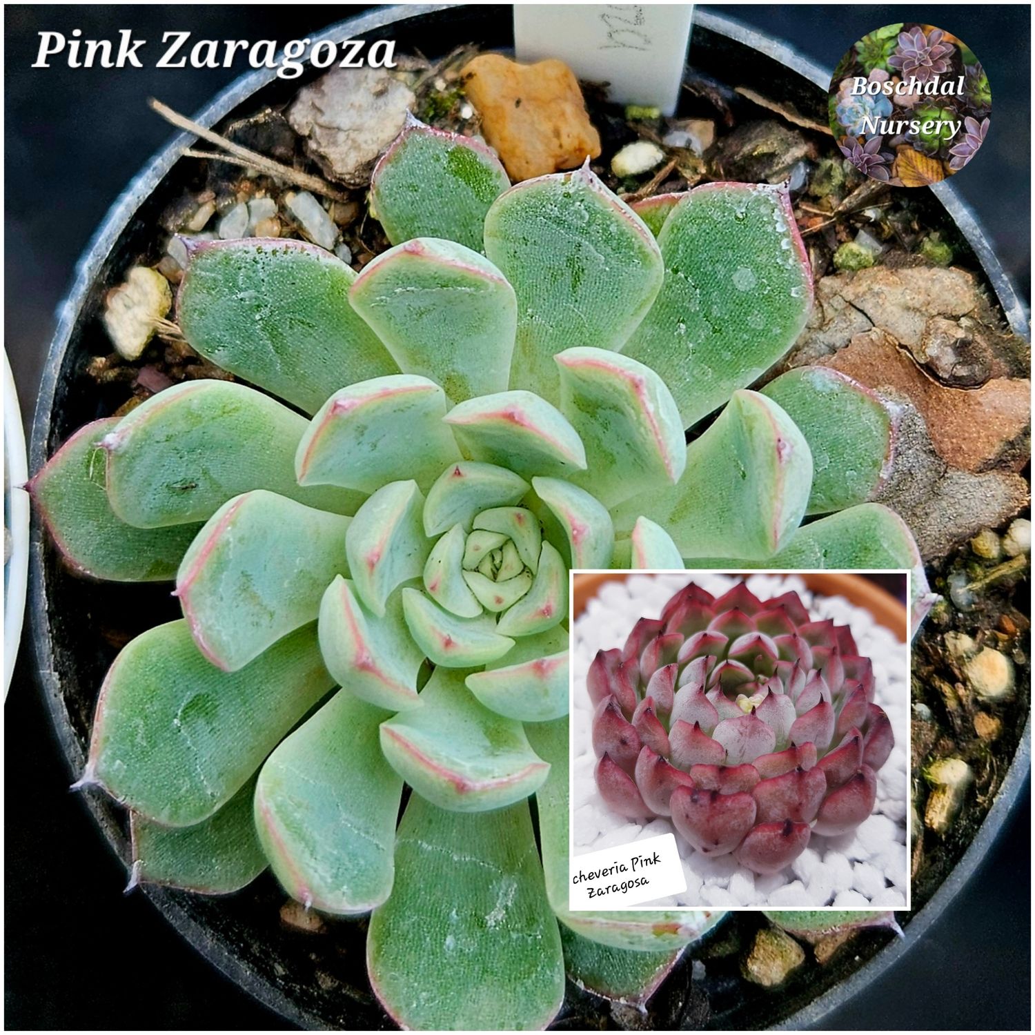 Echeveria Pink Zaragoza 