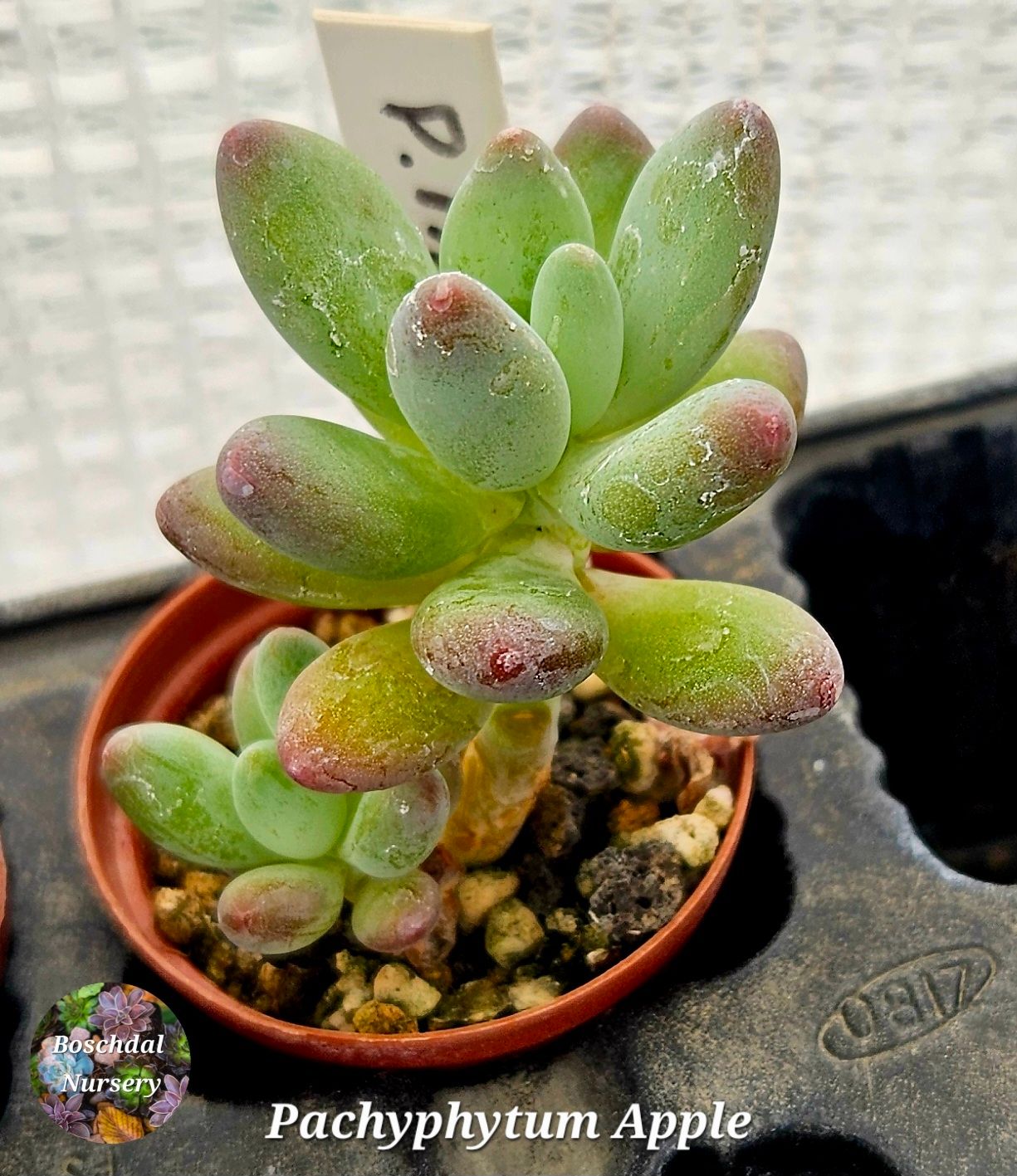Pachyphytum Apple Pachyphytum Apple