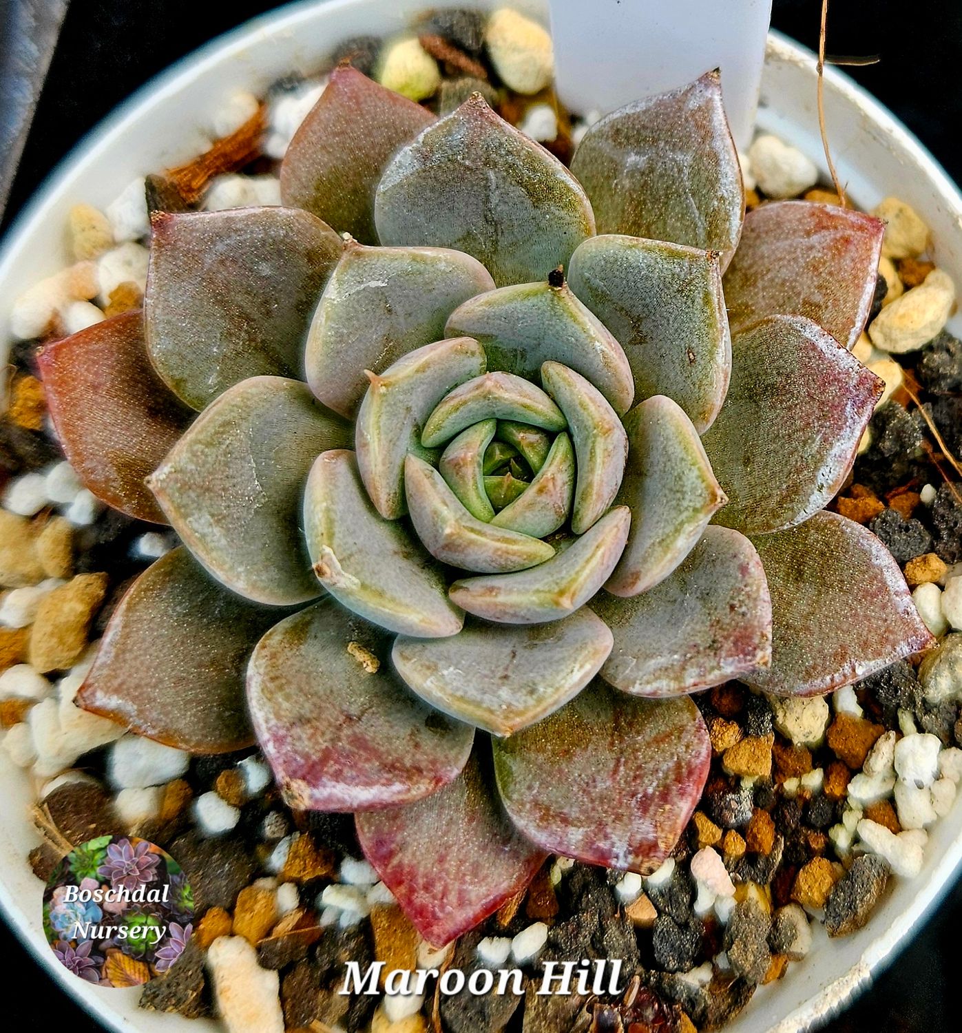 Echeveria Maroon Hill