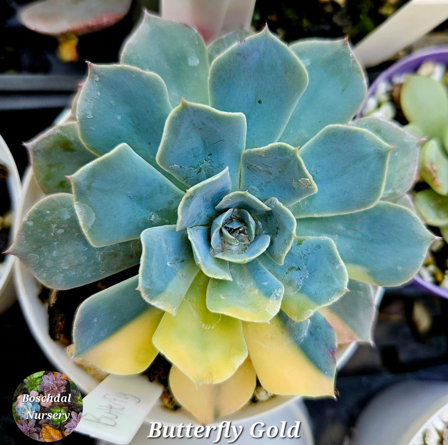 Echeveria Butterfly dot Gold Variegated Small