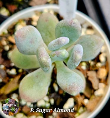 Pachyphytum Sugar Almond