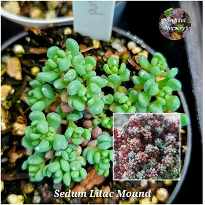 Sedum Lilac Mound