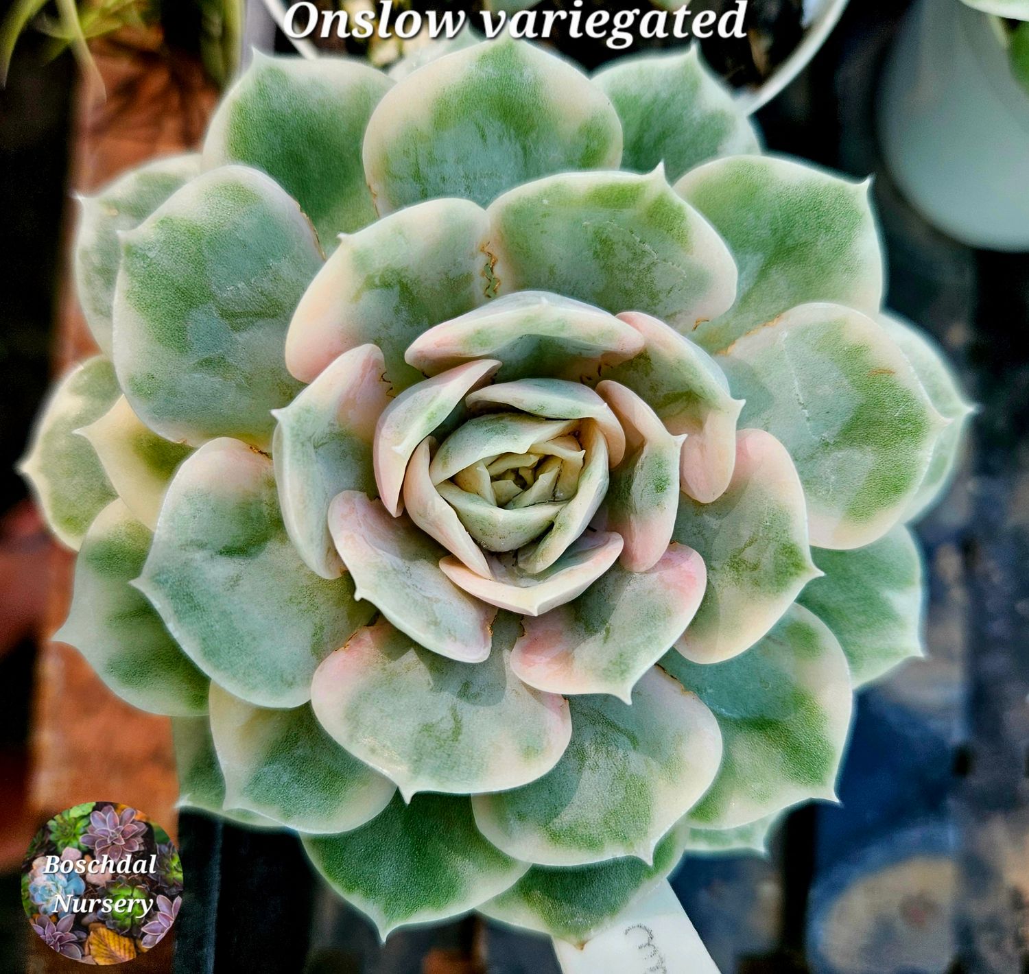 Echeveria Onslow Variegated