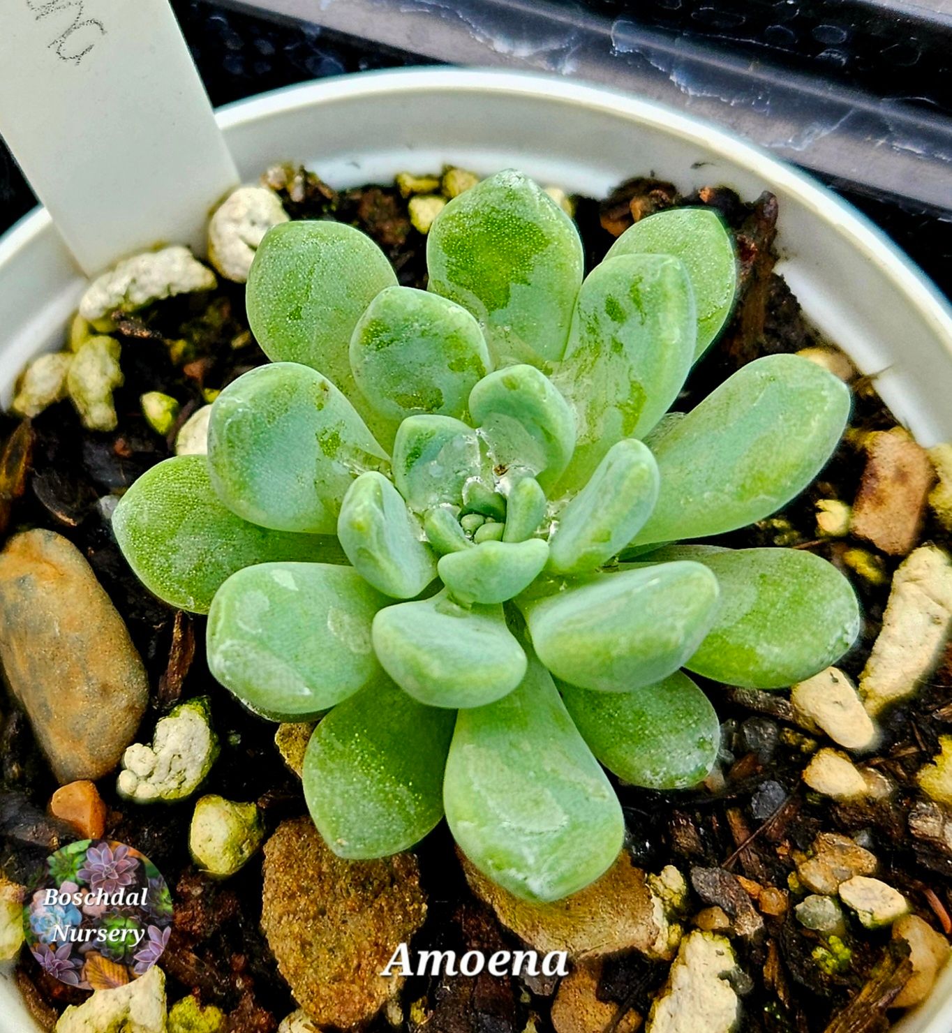 Echeveria Amoena