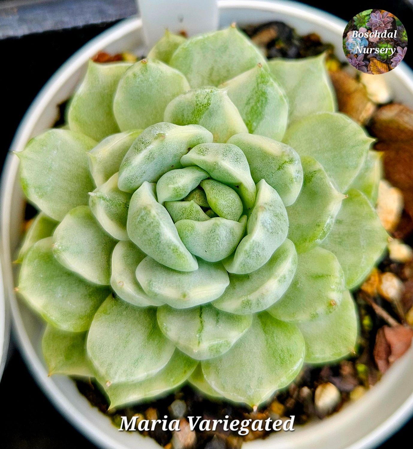 Ecehevria Maria Variegated