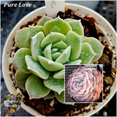 Echeveria Pure Love