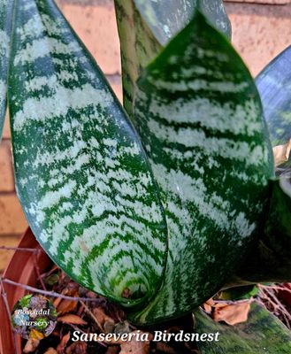 Sansevieria Hahnii 