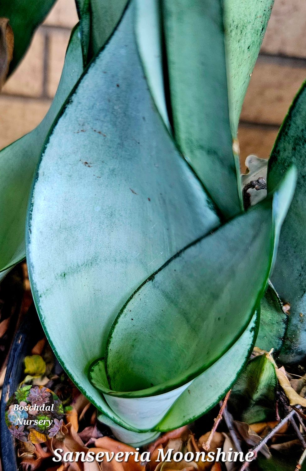 Sansevieria Moonshine