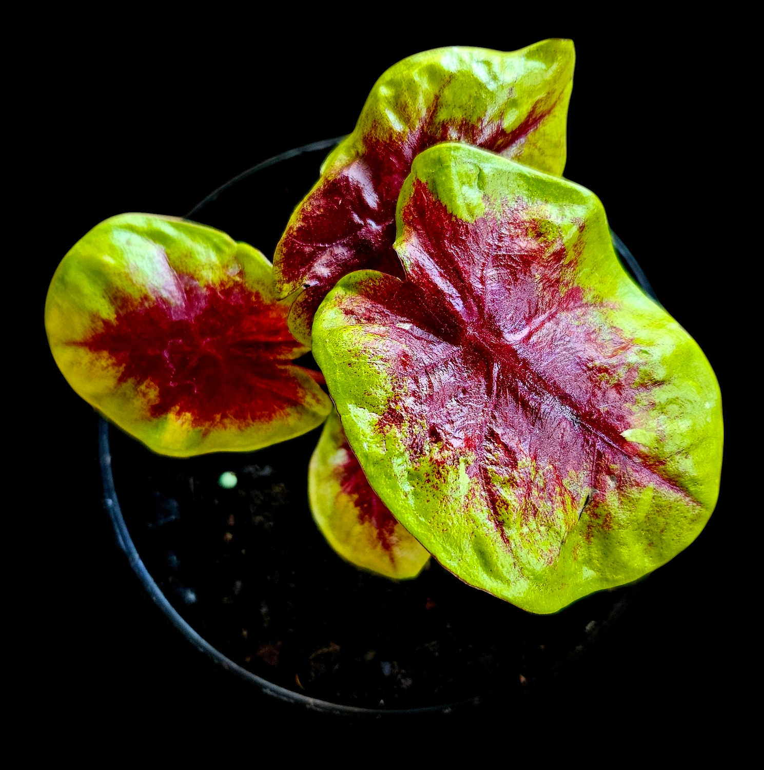 Caladium Lemon Blush