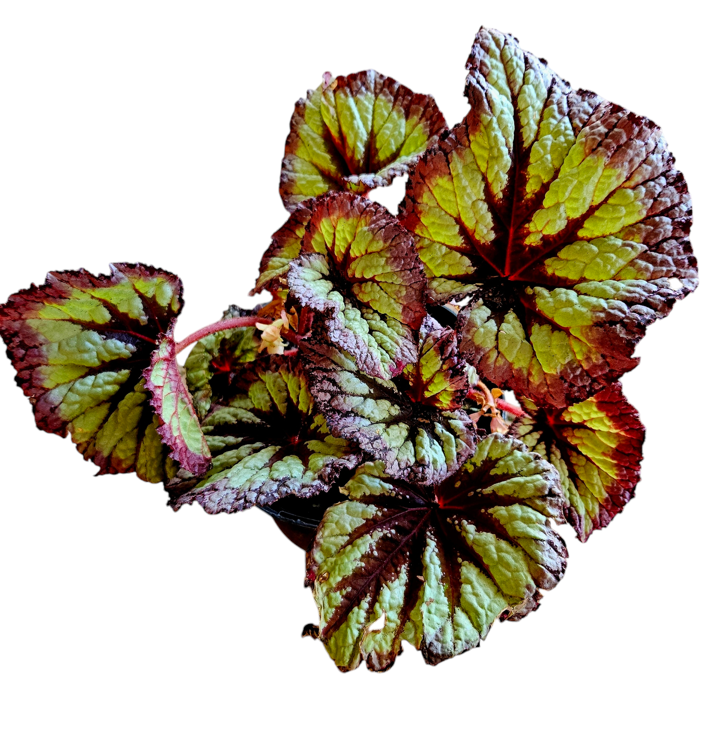Begonia Rex Fireworks