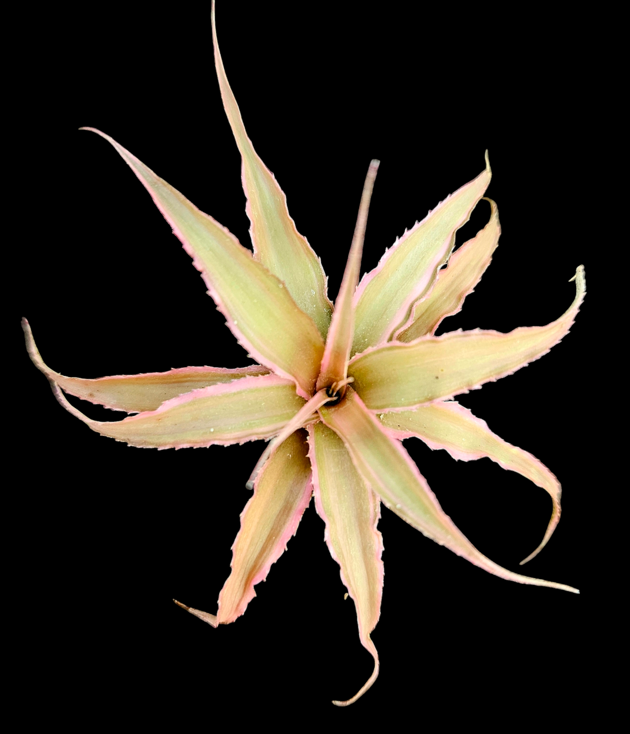 Cryptanthus bivitattus (Miniature Bromeliad)