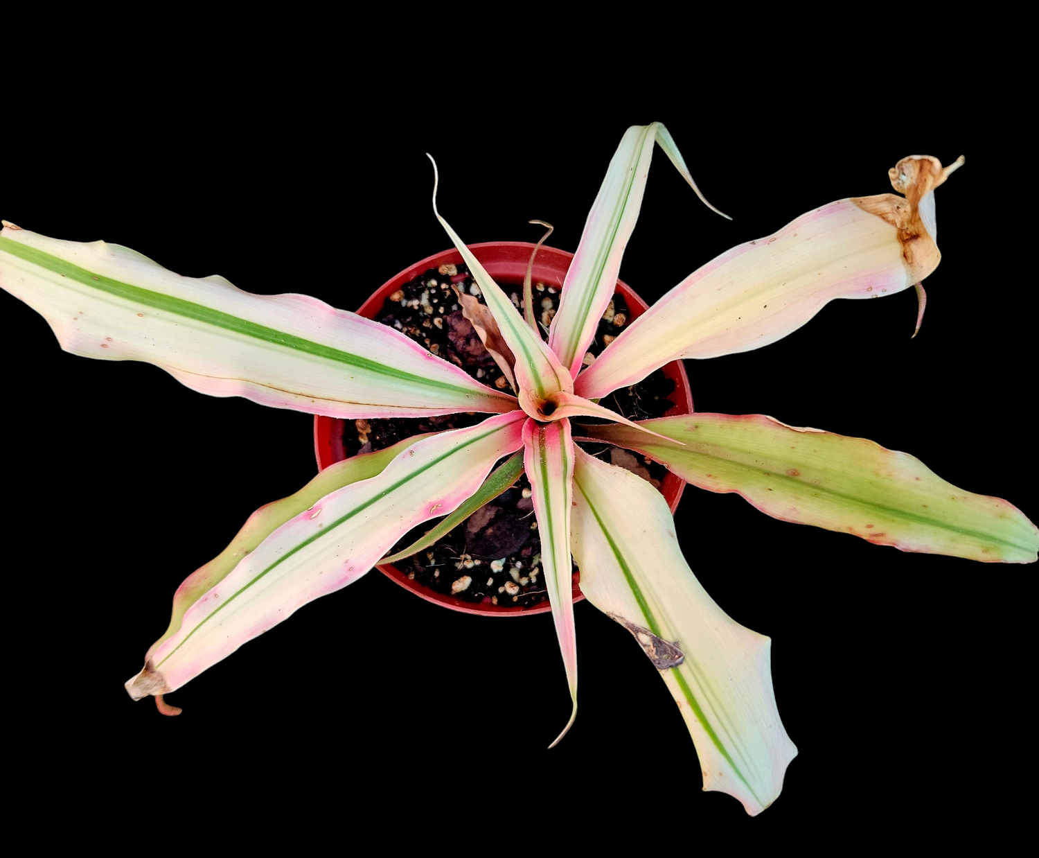 Cryptanthus (Miniature Bromeliad) Variegated