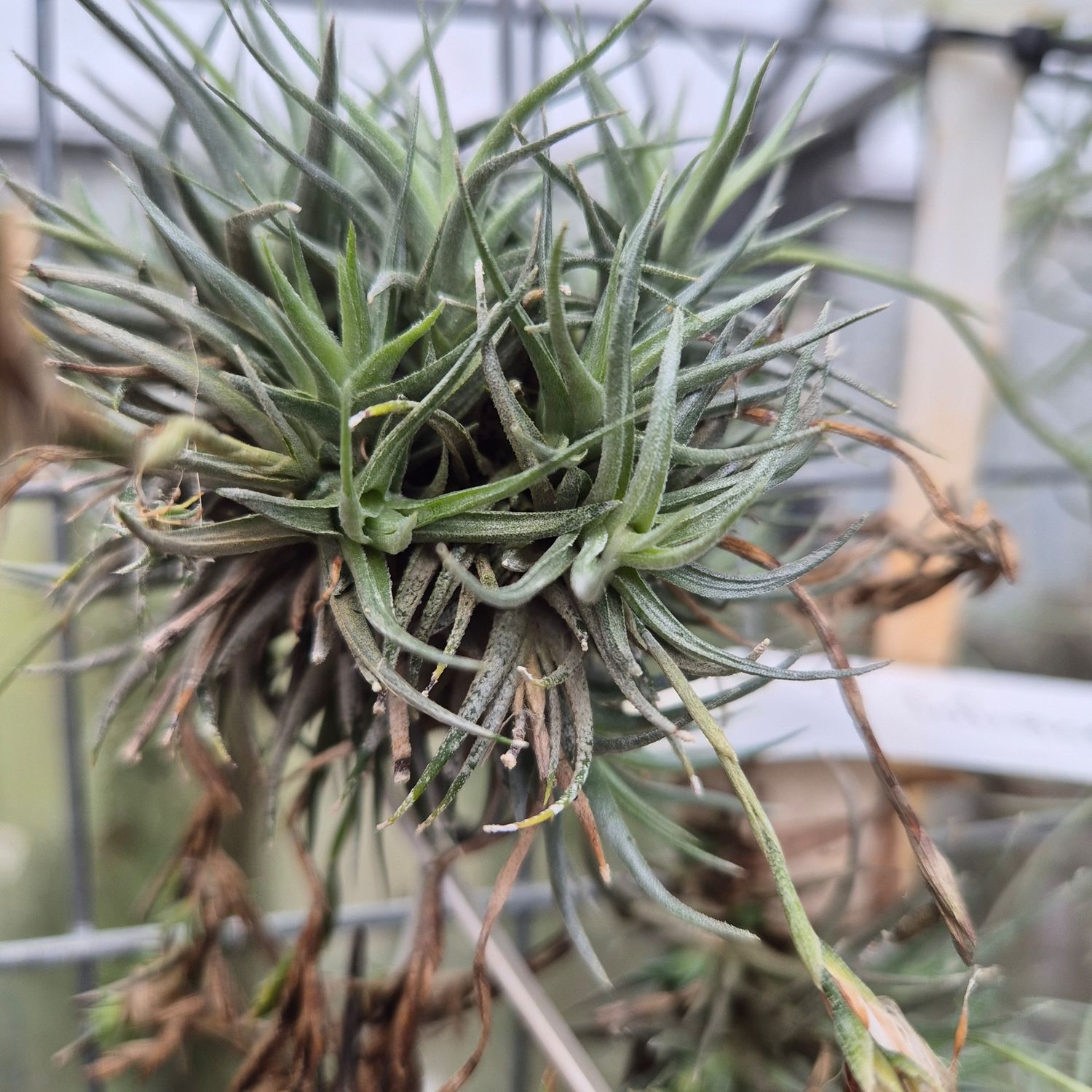 Tillandsia Loliacea