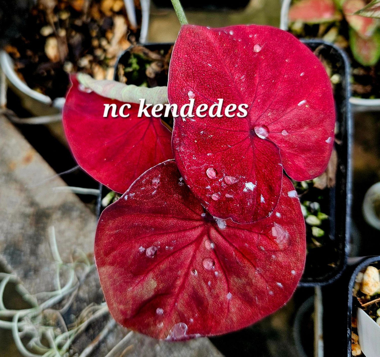 Caladium NC Kendedes Caladium NC Kendedes