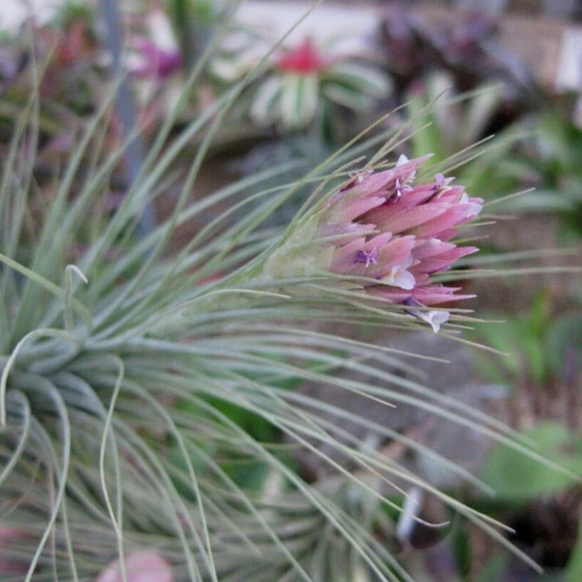 Tillandsia heteromorpha