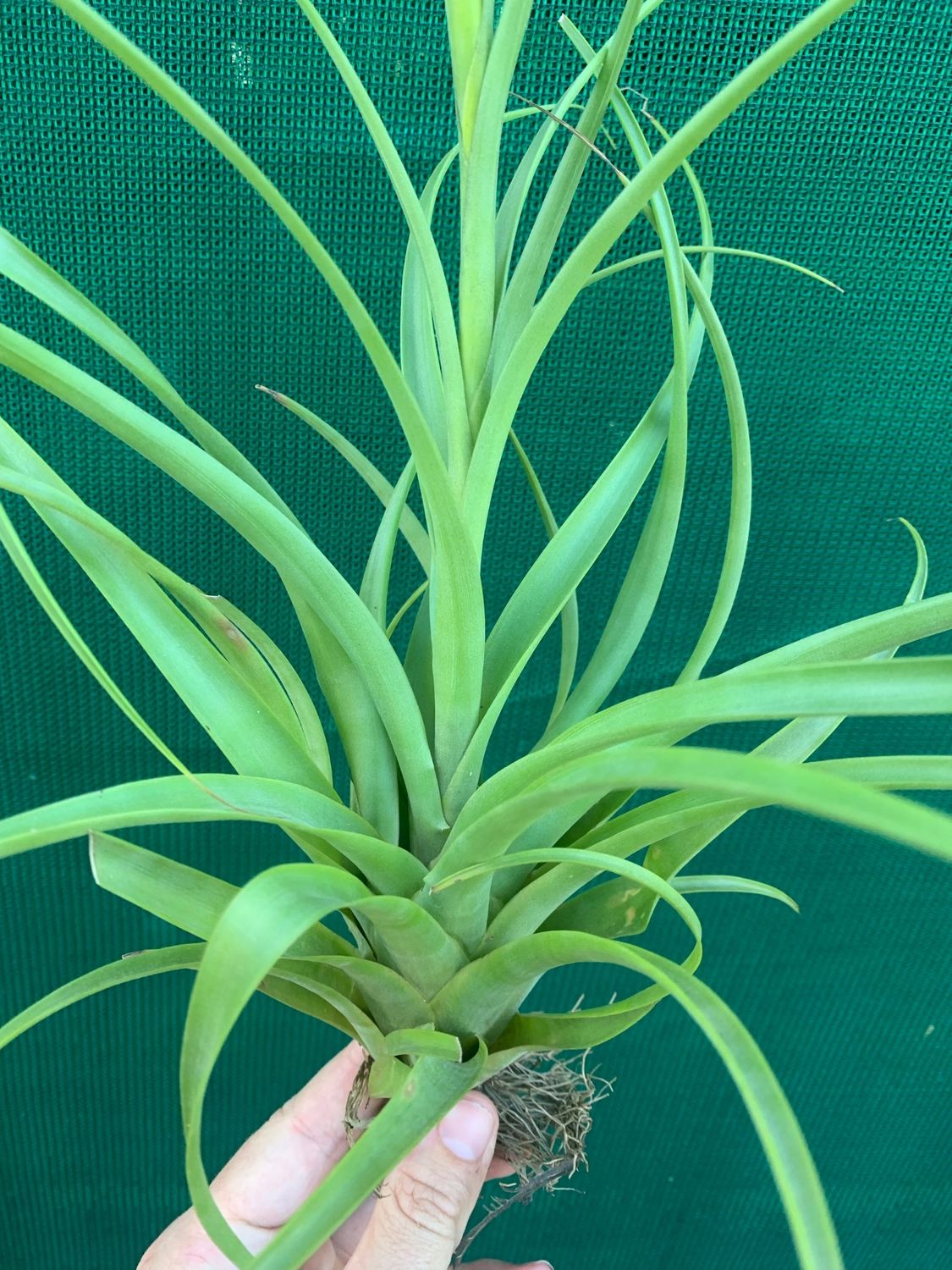 Tillandsia polystachea