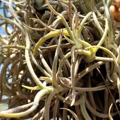 Tillandsia Retorta