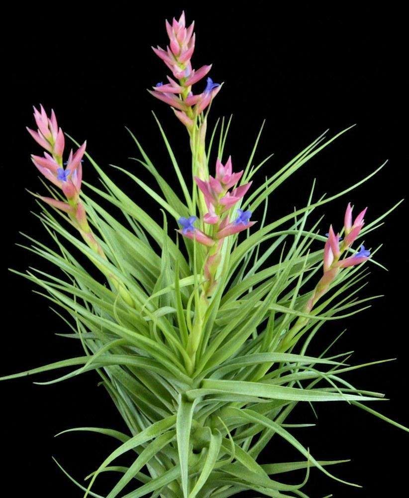 Tillandsia winners circle
