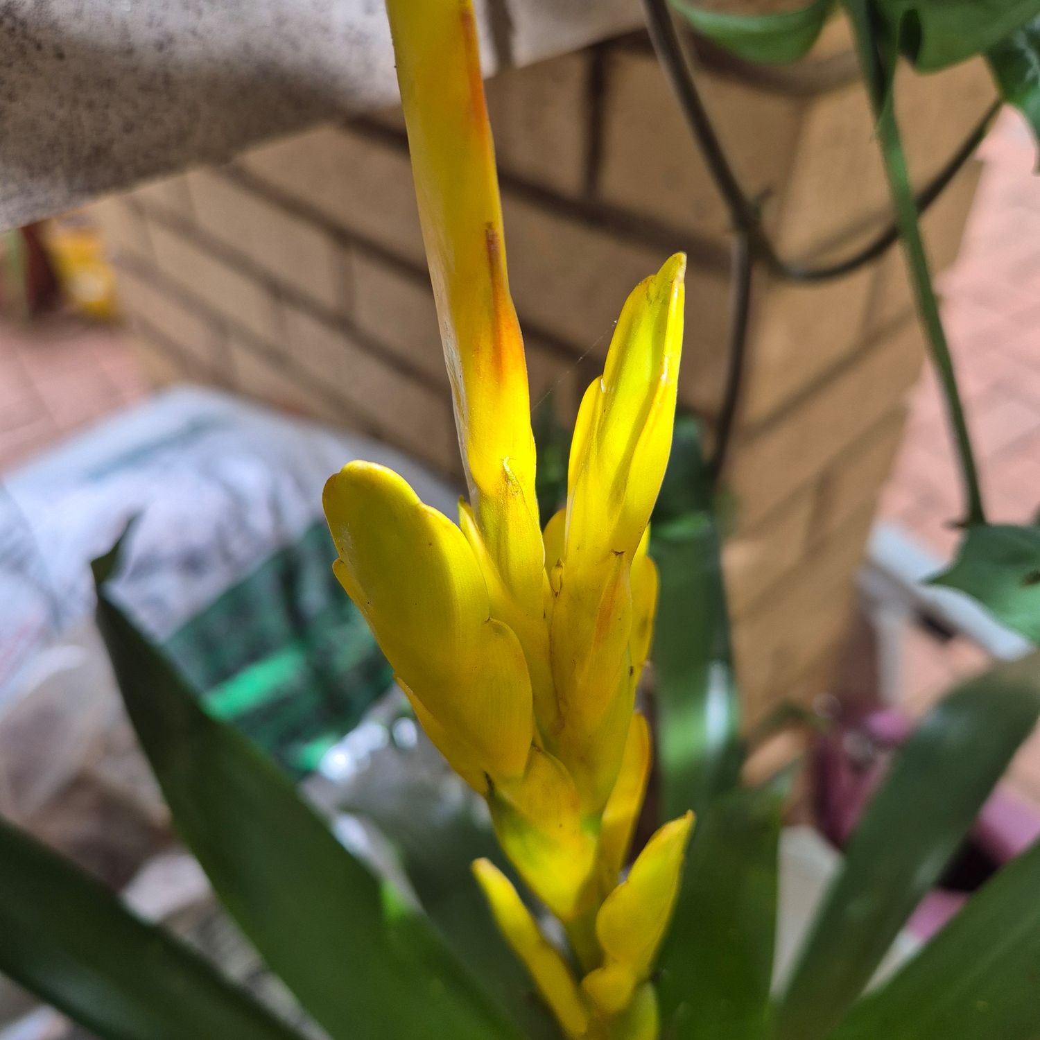 Vriesea  bright yellow spike