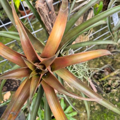 Tillandsia Capitata Red Coral