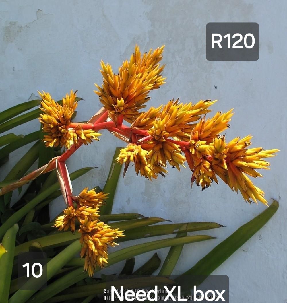 Aechmea Rubens
