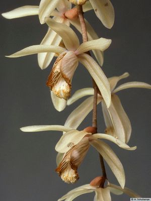 Coelogynea Dyana