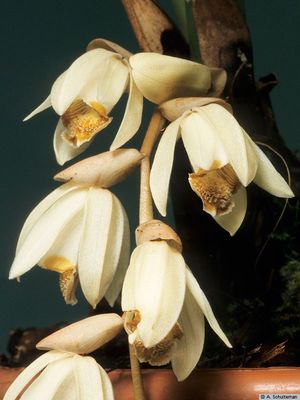 Coelogynea Dyana now PULVERULA