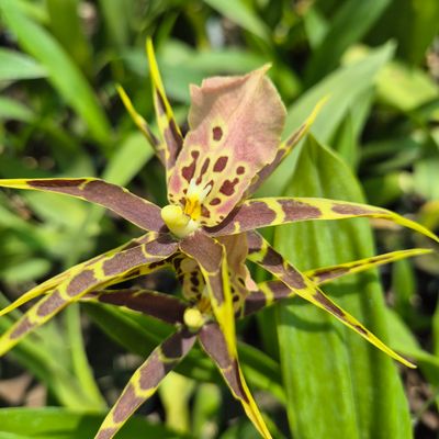 Miltassia Sherlob Tolkien