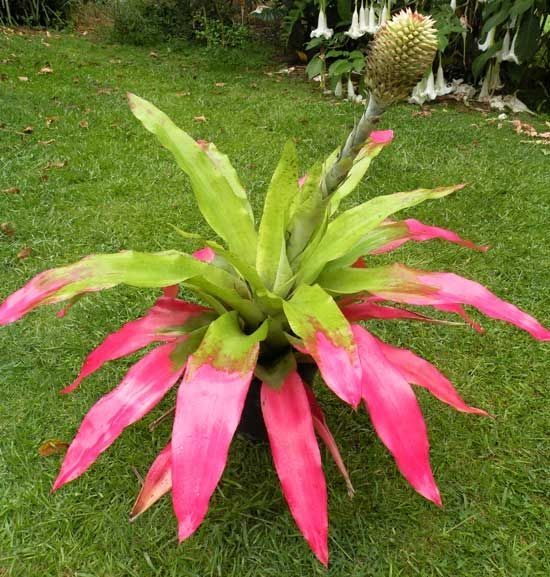 Aechmea Pectinata