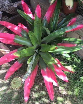 Aechmea Pectinata