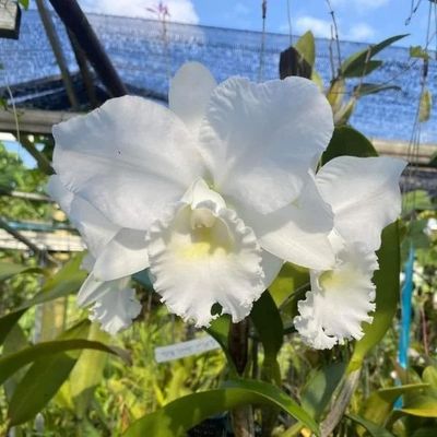 RLC pure white