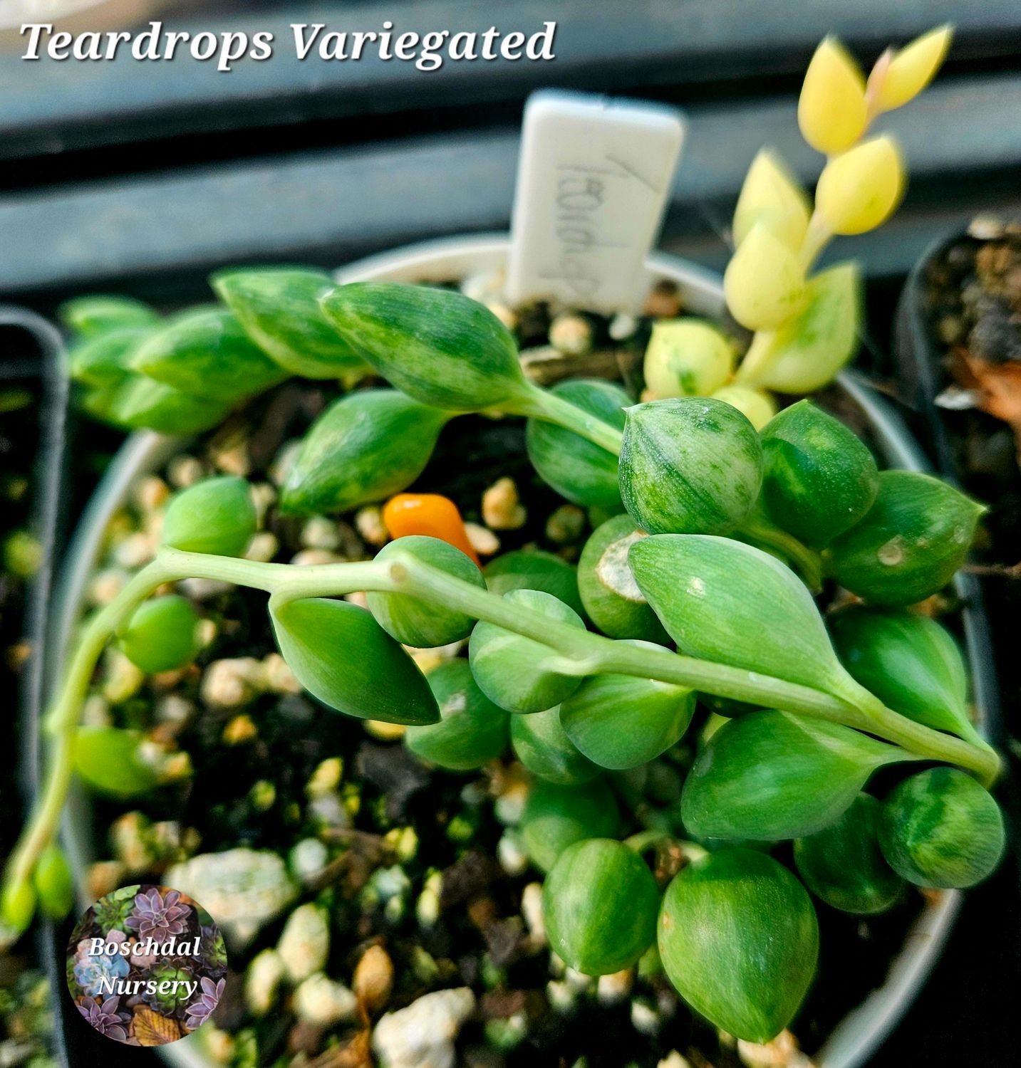Teardrops Variegated